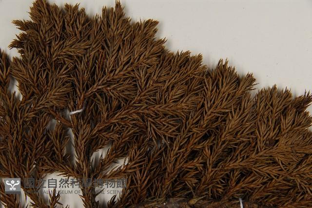 香青藏品圖，第5張