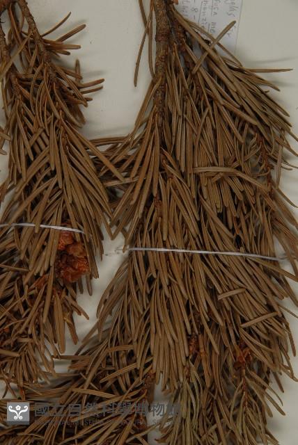 美國花旗松藏品圖，第5張