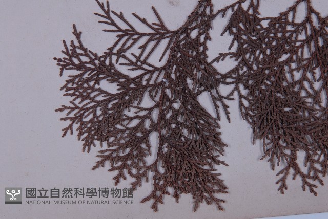 側柏藏品圖，第5張