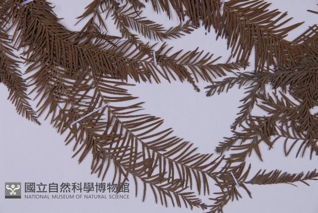 墨西哥落羽杉藏品圖，第5張