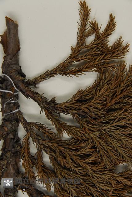 香青藏品圖，第5張