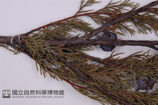 登錄號:G000455藏品圖，第5張