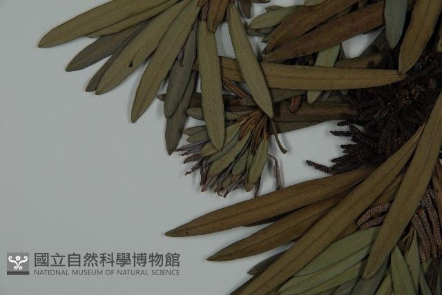 大葉羅漢松藏品圖，第5張