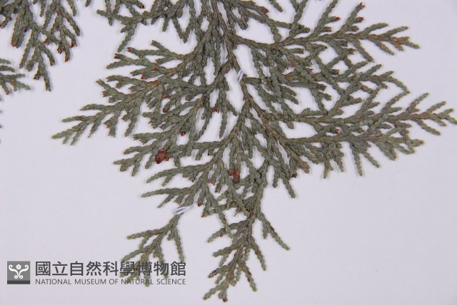 臺灣扁柏藏品圖，第5張