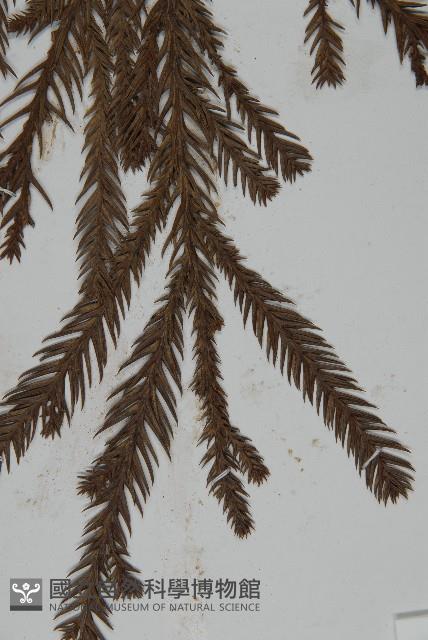 Willow fir Collection Image, Figure 5, Total 5 Figures