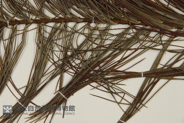 華山松藏品圖，第5張