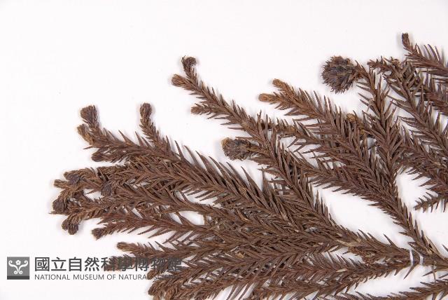 柳杉藏品圖，第5張