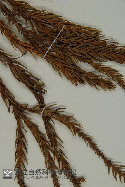 柳杉藏品圖，第5張