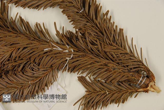 臺灣冷杉藏品圖，第5張