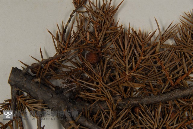刺柏藏品圖，第5張