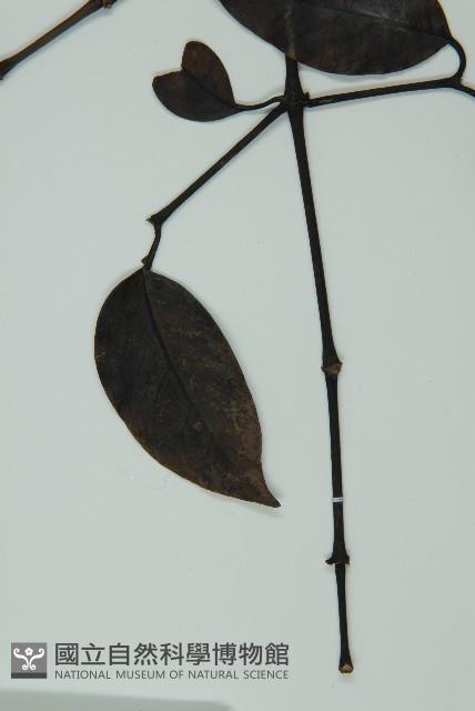 小葉買麻藤藏品圖，第5張