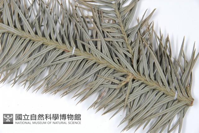 杉木藏品圖，第5張