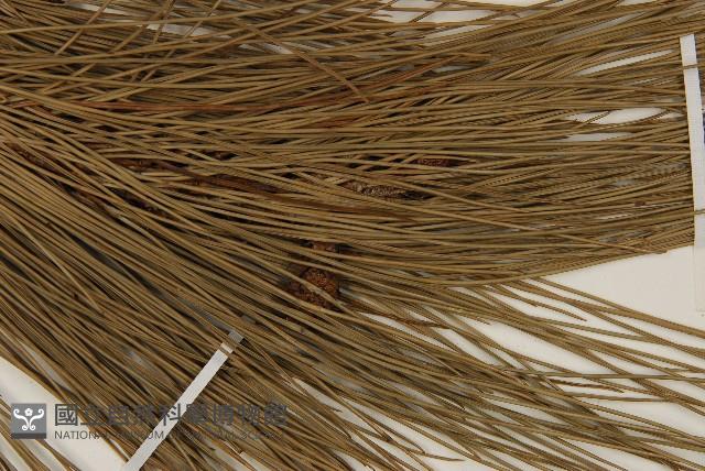 臺灣二葉松藏品圖，第4張