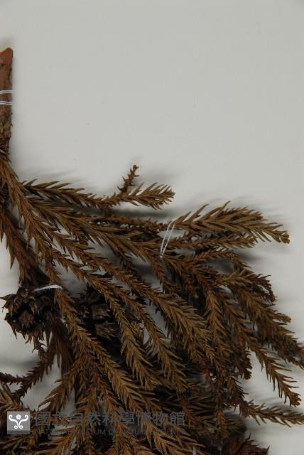 柳杉藏品圖，第5張