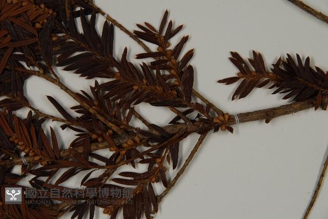 臺灣紅豆杉、紫杉、南方紅豆杉藏品圖，第5張