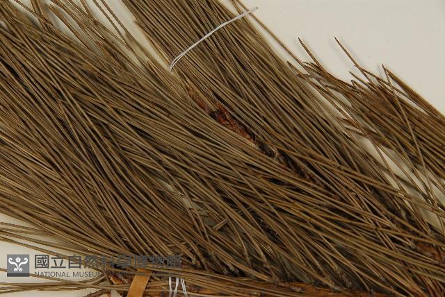 臺灣二葉松藏品圖，第4張