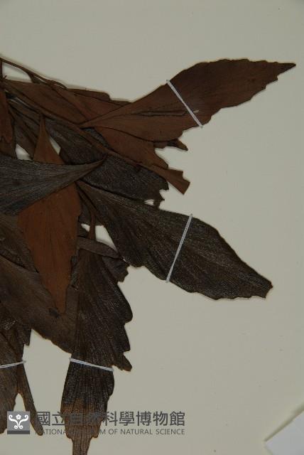 菲律賓羅漢松藏品圖，第5張