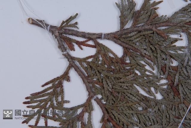 長白側柏藏品圖，第5張