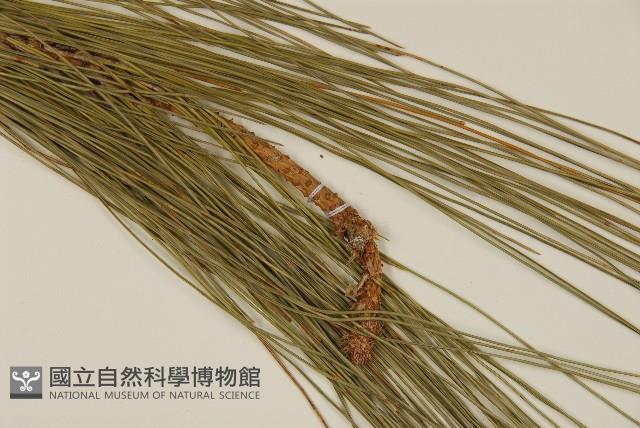臺灣二葉松藏品圖，第4張