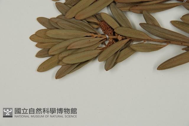 蘭嶼羅漢松藏品圖，第4張