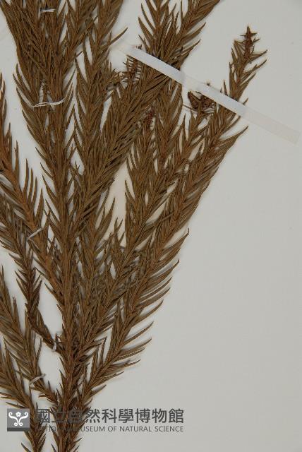 柳杉藏品圖，第5張