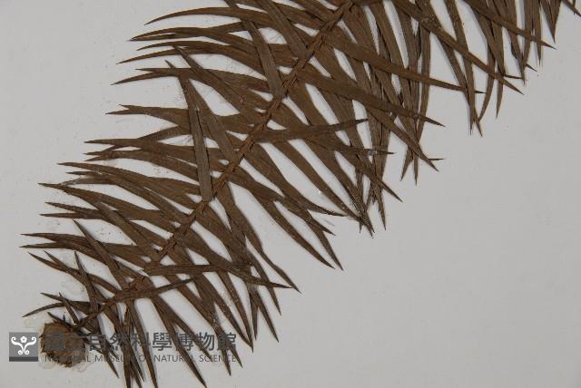 杉木藏品圖，第5張