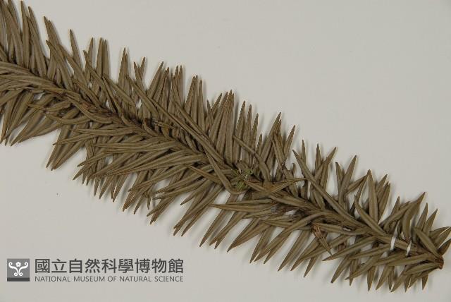 香杉、台灣杉木藏品圖，第5張