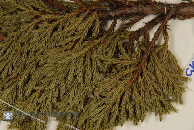 香青藏品圖，第5張