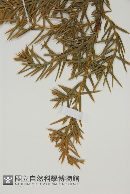 刺柏藏品圖，第5張