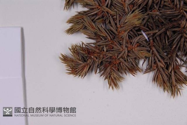 刺柏藏品圖，第5張