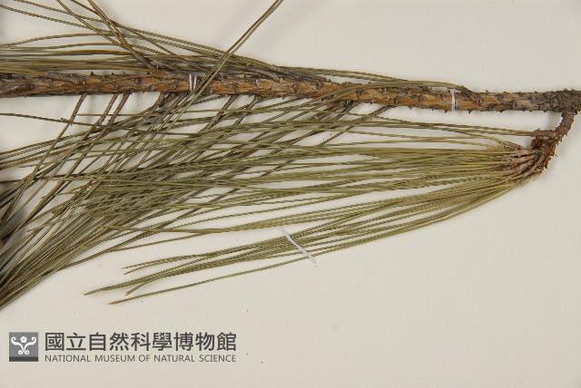 臺灣二葉松藏品圖，第4張