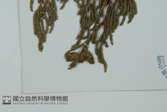 垂枝香柏藏品圖，第5張