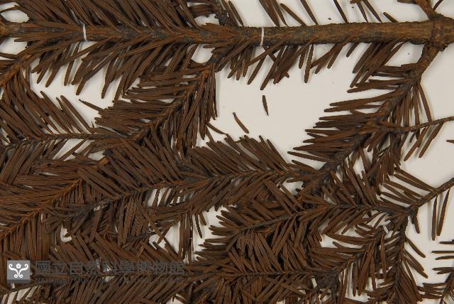 臺灣冷杉藏品圖，第5張