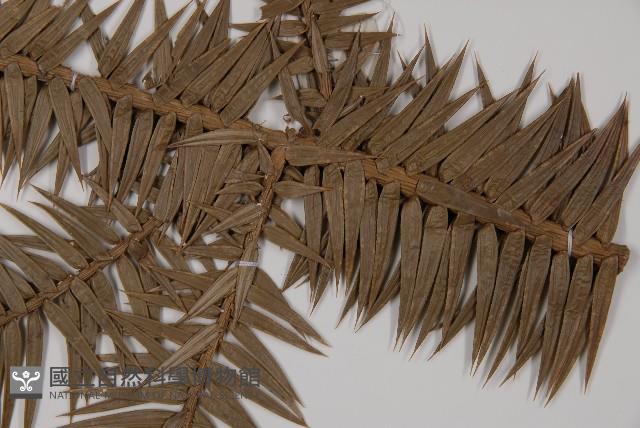 杉木藏品圖，第5張