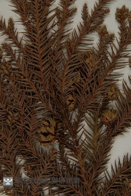 柳杉藏品圖，第5張