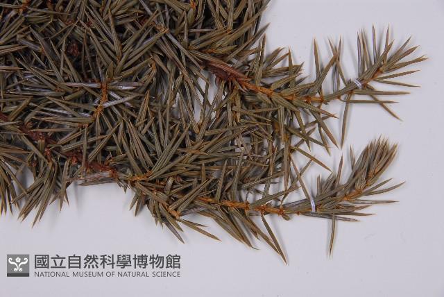 刺柏藏品圖，第5張