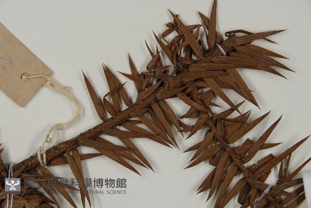 杉木藏品圖，第5張