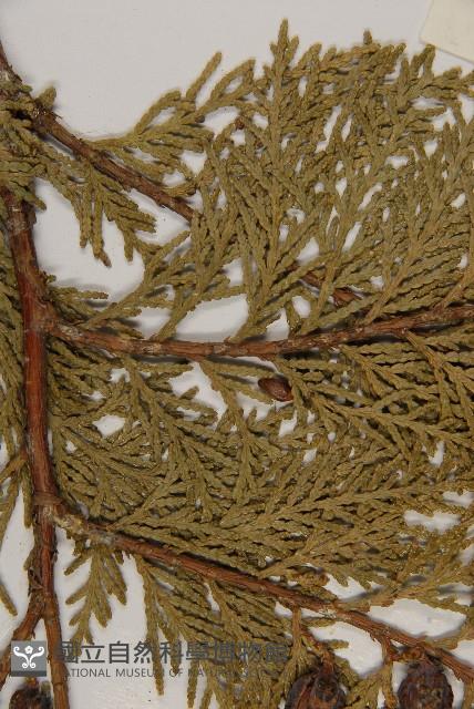 側柏藏品圖，第5張