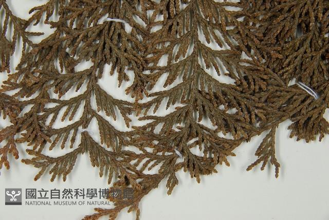 臺灣扁柏藏品圖，第5張