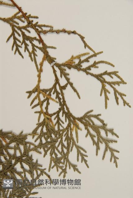 側柏藏品圖，第5張