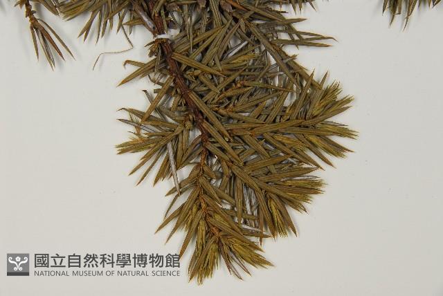 刺柏藏品圖，第5張