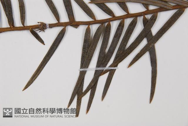 三尖杉藏品圖，第5張