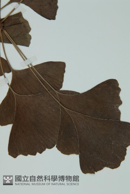 銀杏藏品圖，第5張