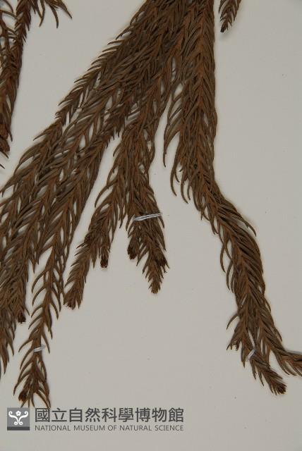 柳杉藏品圖，第5張