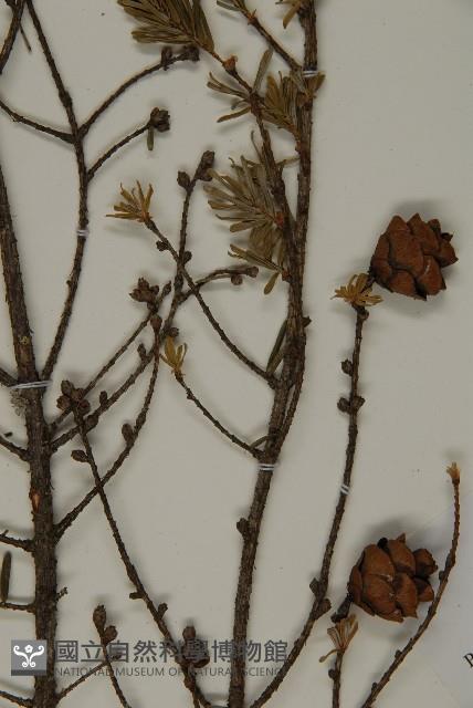 臺灣鐵杉藏品圖，第5張