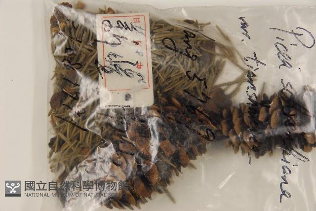 天山雲杉藏品圖，第5張