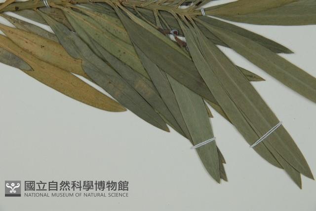 大葉羅漢松藏品圖，第5張