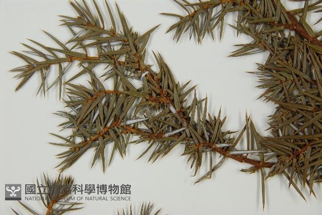 刺柏藏品圖，第5張