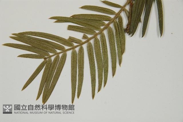 臺灣粗榧、台灣三尖杉藏品圖，第5張