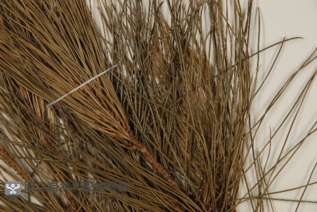 琉球松藏品圖，第5張